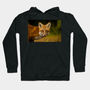 Red Fox Hoodie